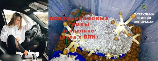 прущие грибы Каменск-Шахтинский